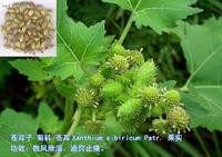 供应苍耳子提取物